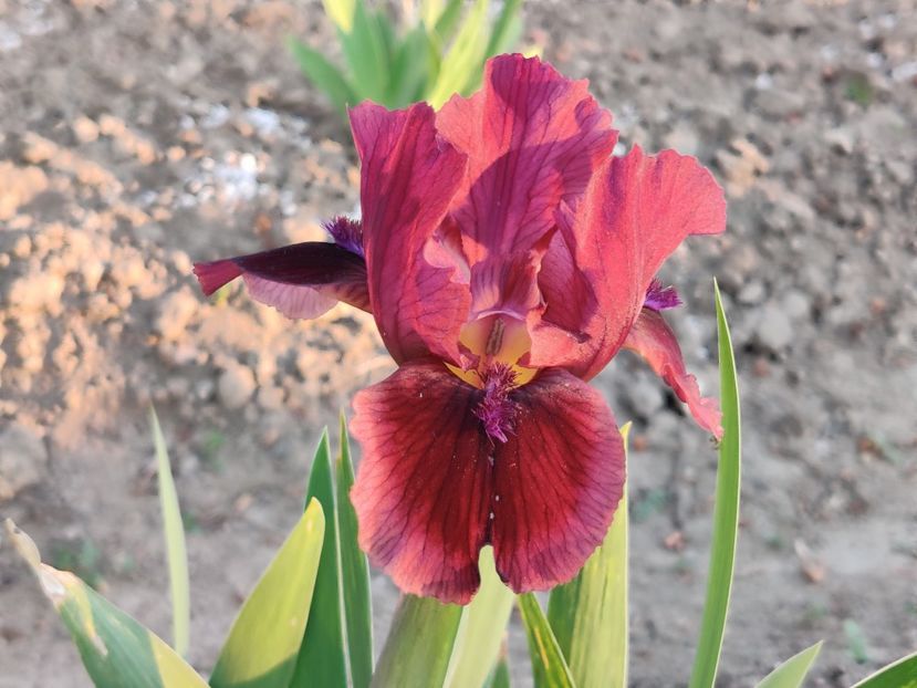Lady in red - Irisi pitici - prima inflorire