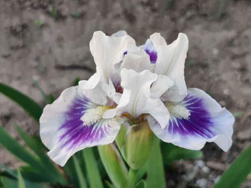  - Irisi pitici - prima inflorire