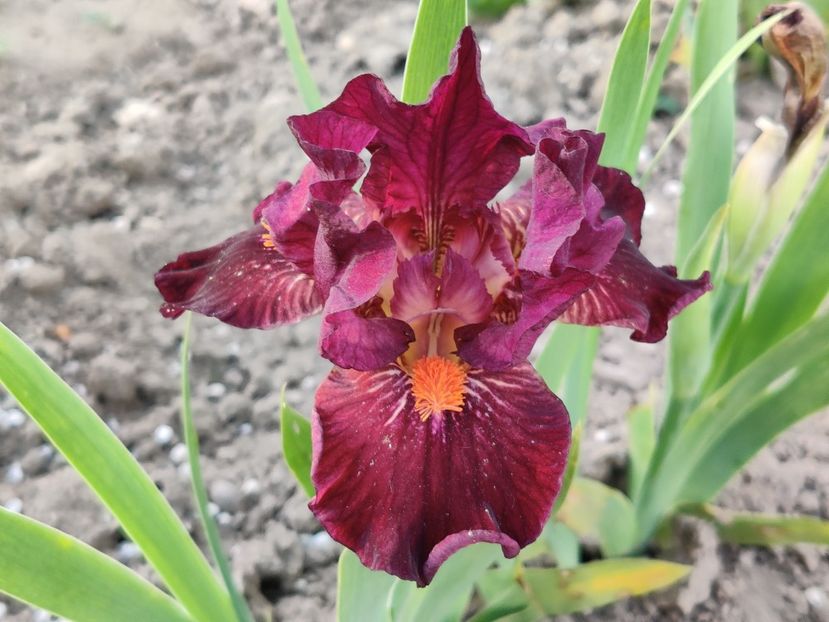 Matadors cape - Irisi pitici - prima inflorire