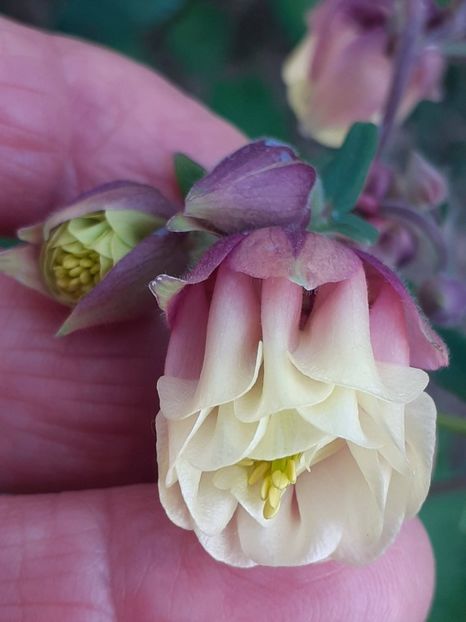 20250501_181053(0) - CĂLDĂRUȘE 2025