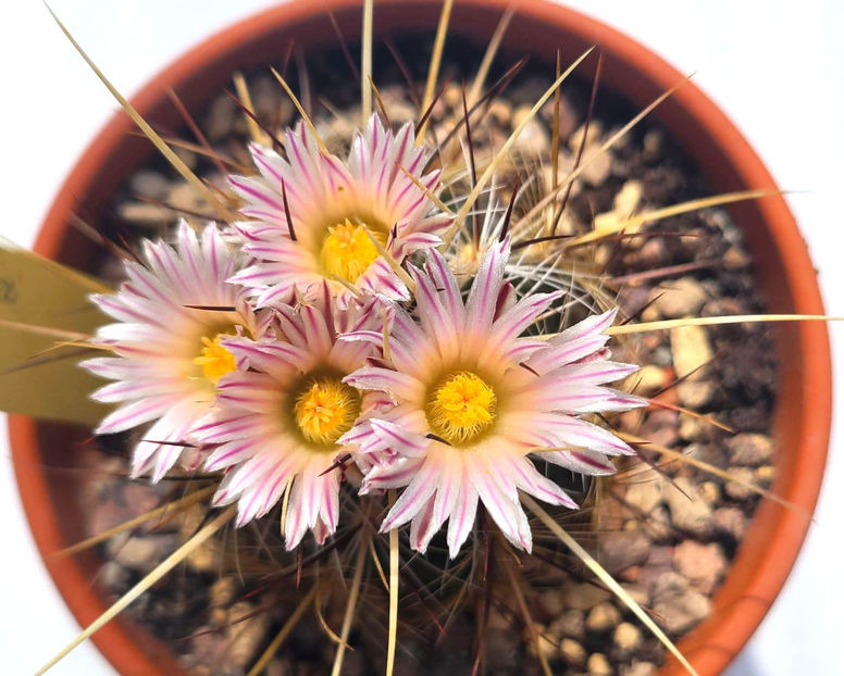 Thelocactus lausseri - Thelocactus lausseri