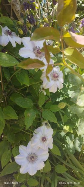  - Primavara -vara 2025