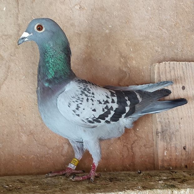 Mascul 24-558 - Stropit