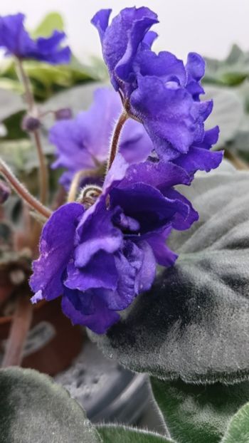  - PT-RASPISNAYA VUALI