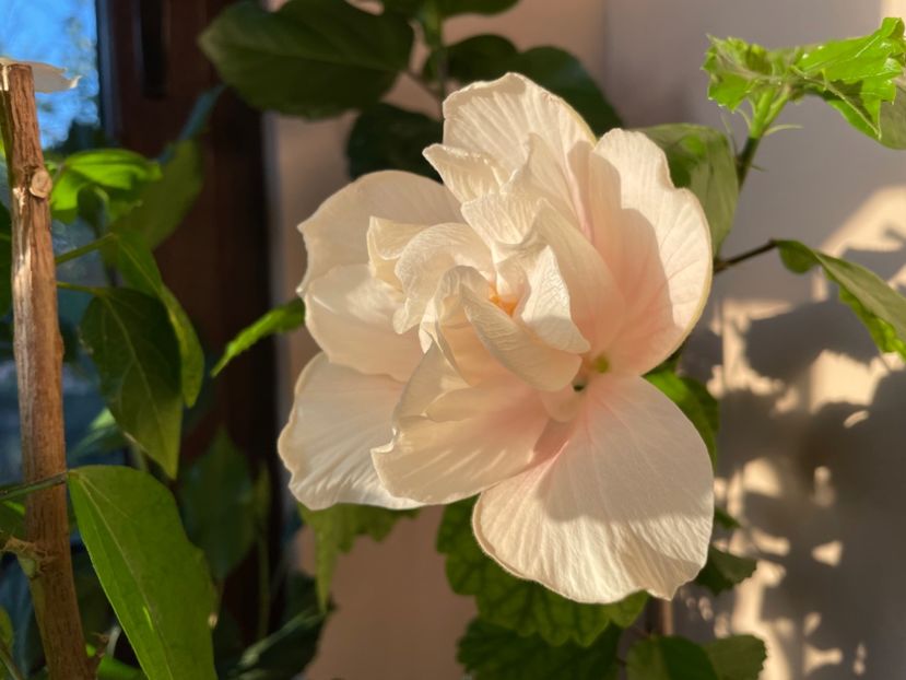  - 0006 - Hibiscusi 2025 - 1