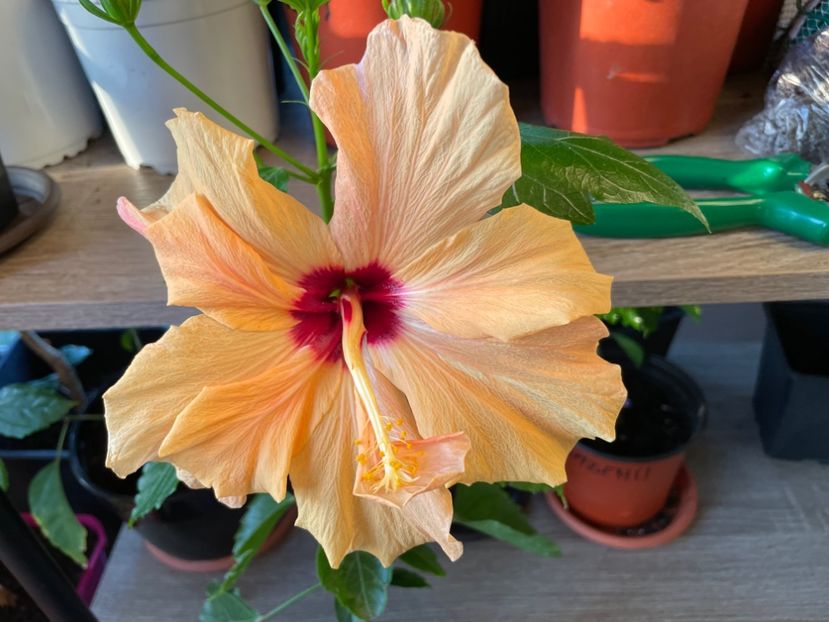  - 0006 - Hibiscusi 2025 - 1