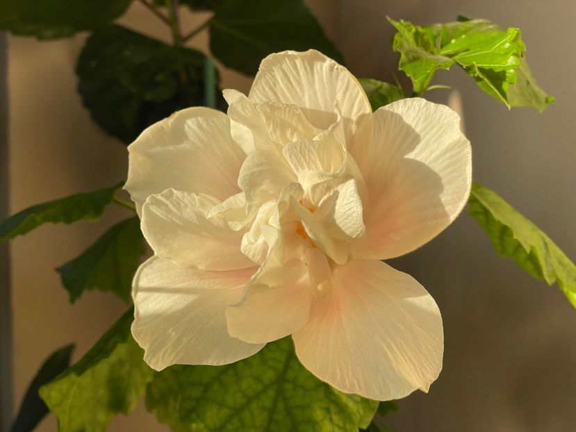  - 0006 - Hibiscusi 2025 - 1