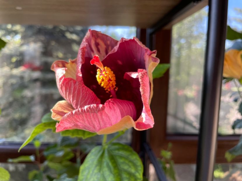  - Luv -Posog- Memories