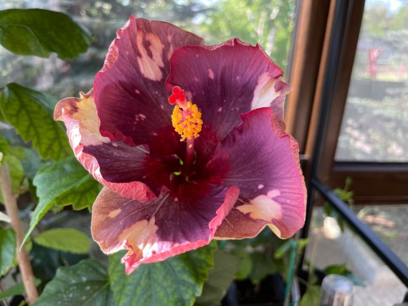  - Luv -Posog- Memories