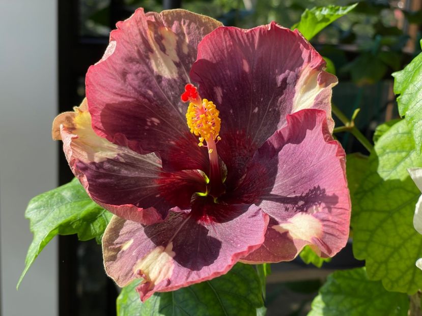  - Luv -Posog- Memories