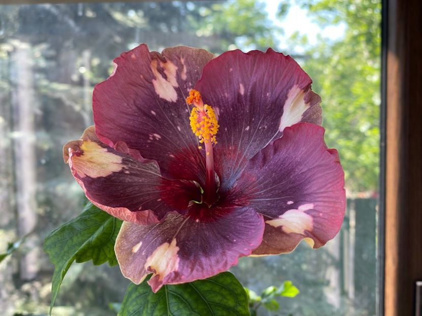  - Luv -Posog- Memories