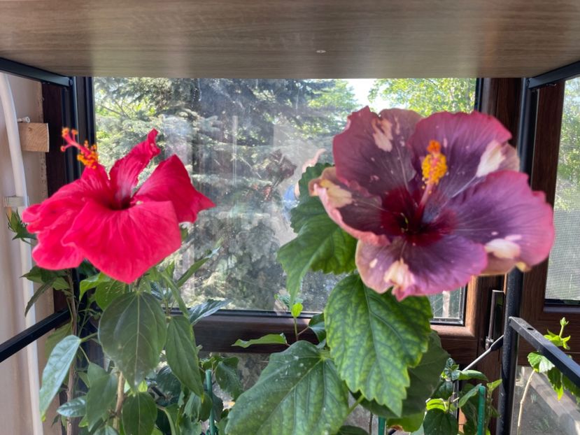  - Luv -Posog- Memories