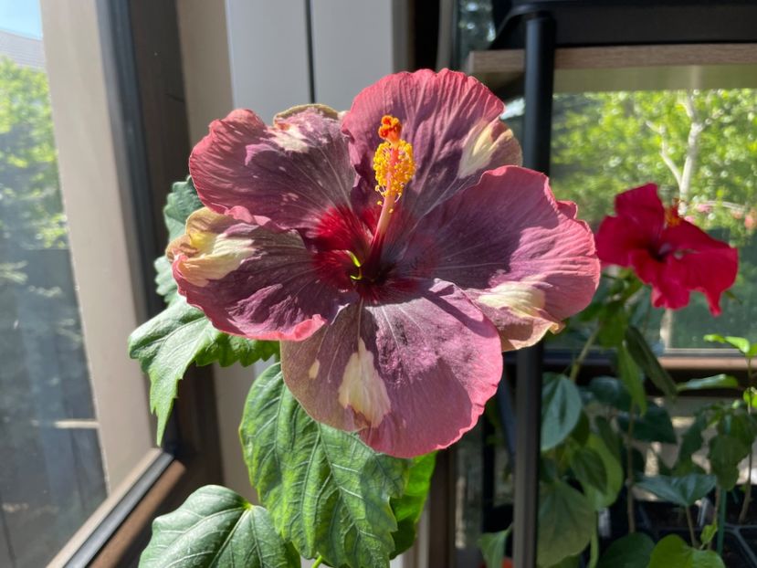  - Luv -Posog- Memories