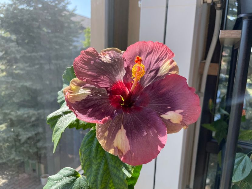  - Luv -Posog- Memories