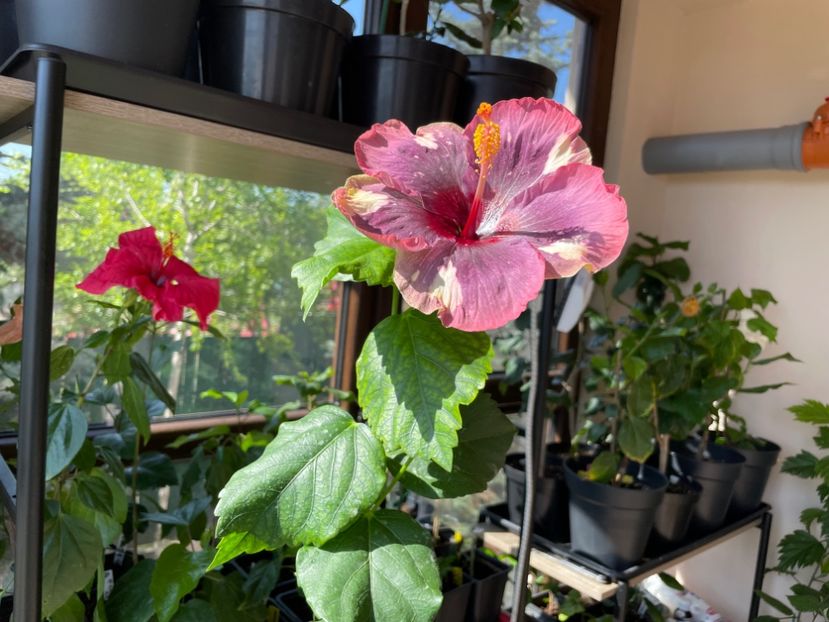  - Luv -Posog- Memories