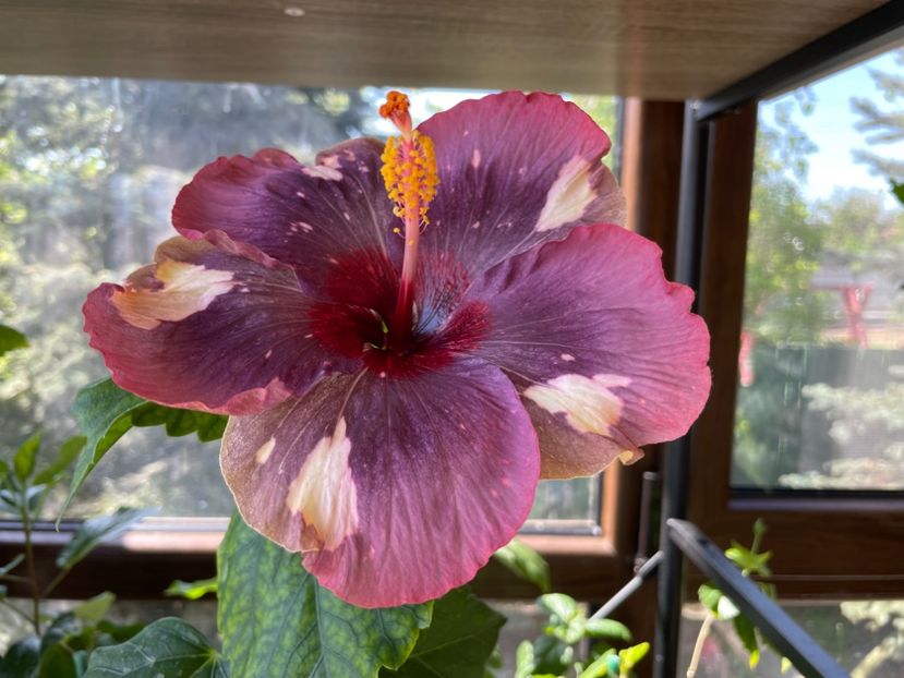  - Luv -Posog- Memories