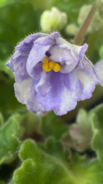  - Rococo bicolor