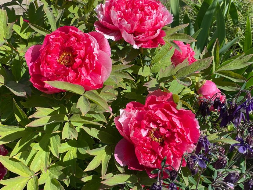  - 0005 - Gradina - 2025