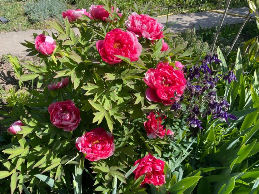  - 0005 Gradina - 2025