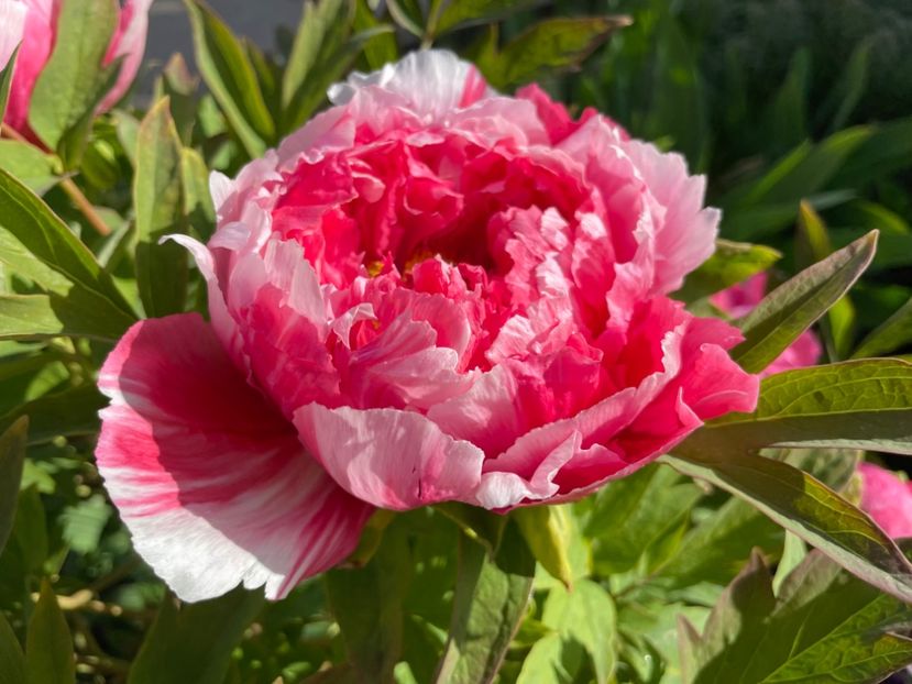  - 0005 - Gradina - 2025