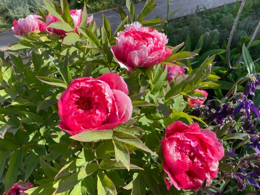  - 0005 - Gradina - 2025