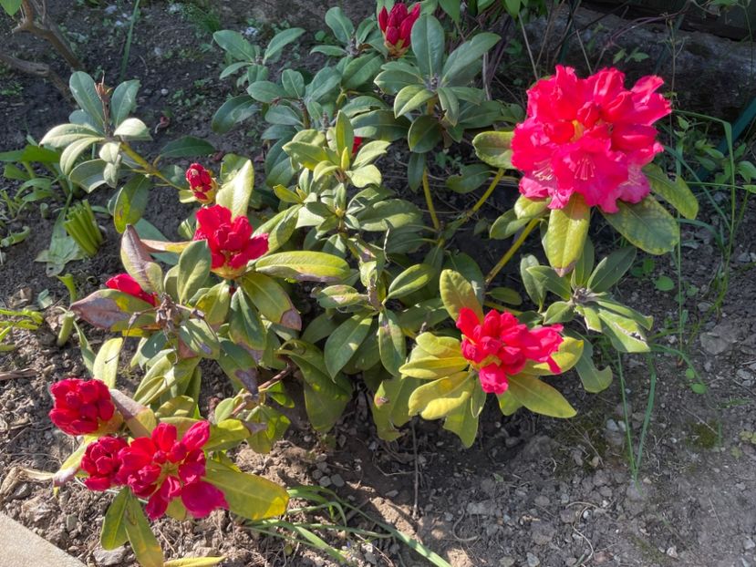  - 0005 - Gradina - 2025