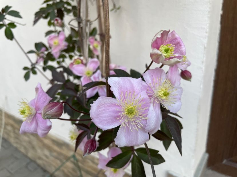  - 0005 - Gradina - 2025