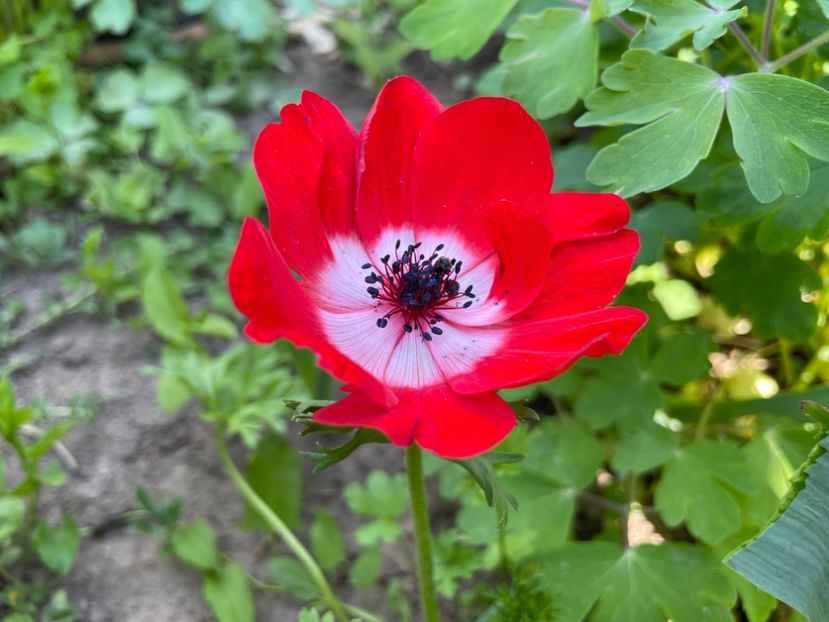  - 0005 - Gradina - 2025