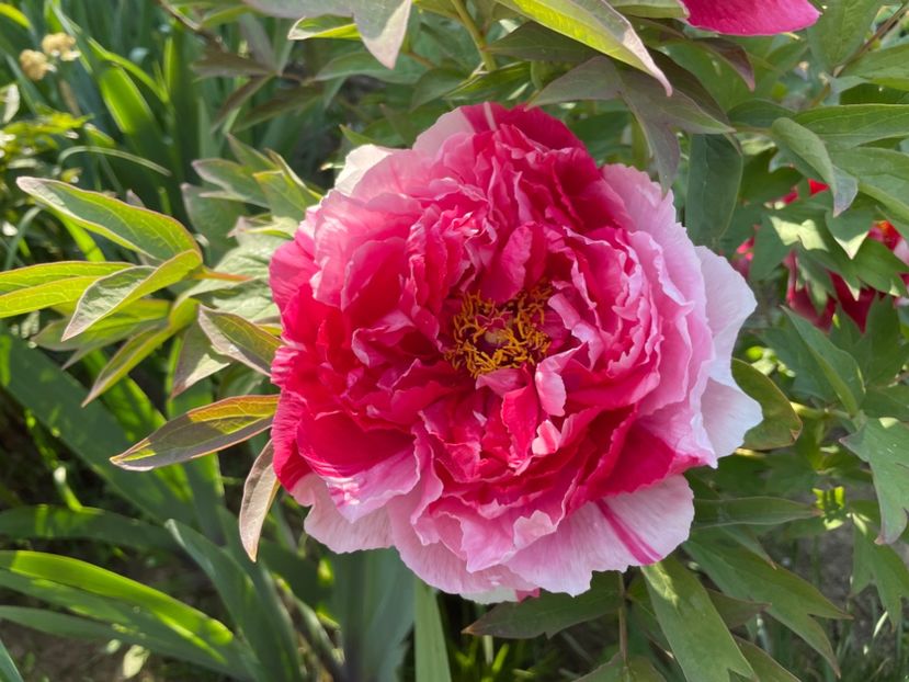  - 0005 - Gradina - 2025