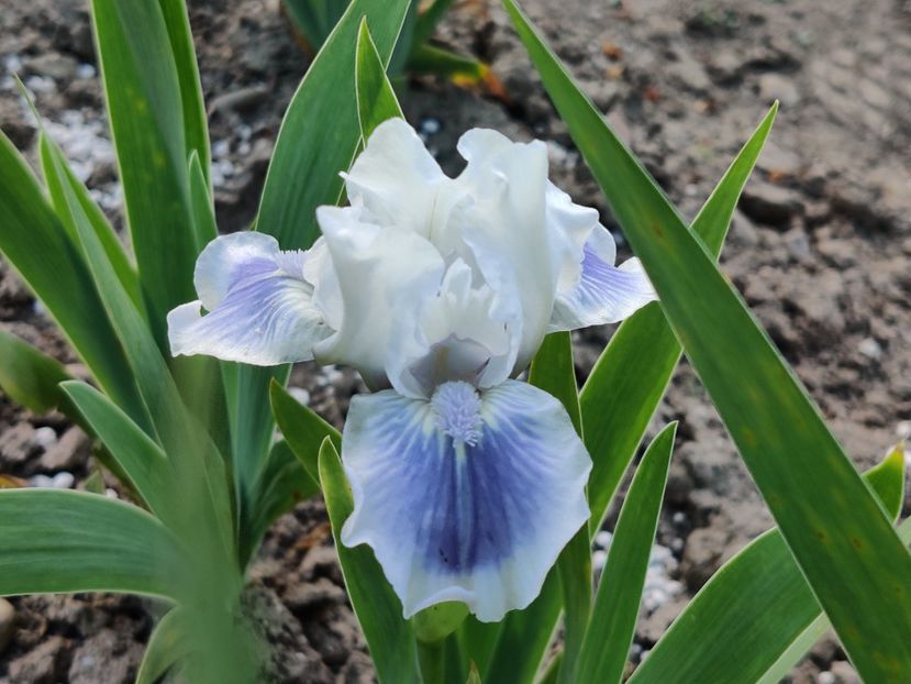 Big blue eyes - Irisi pitici - prima inflorire