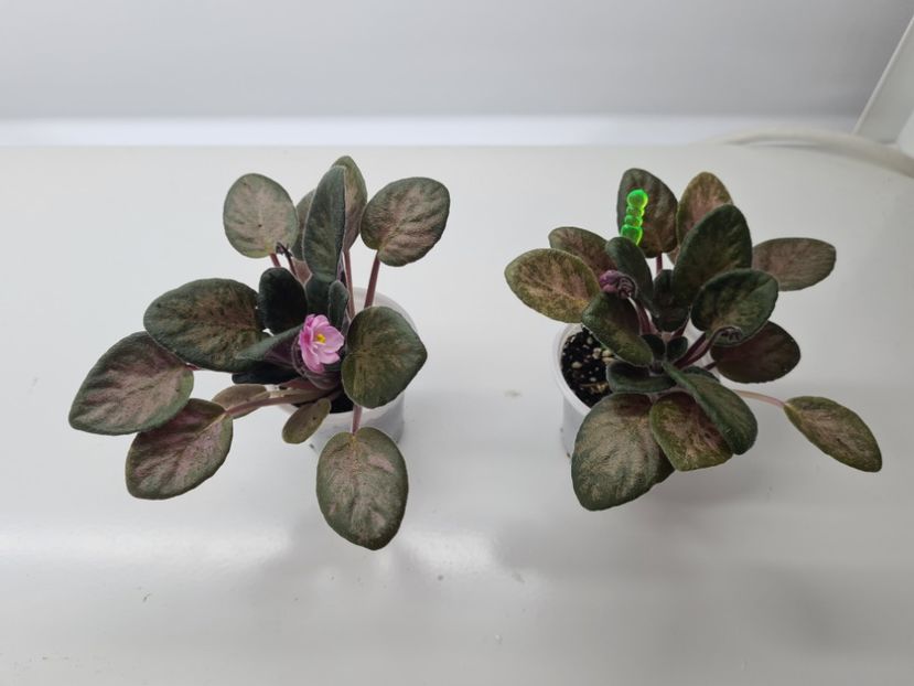 Hand Picked 26,26 - A Violete de colectie de vanzare 05 2025