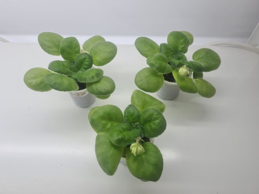 LF-Kremovyy Desert 28,28 - A Violete de colectie de vanzare 05 2025