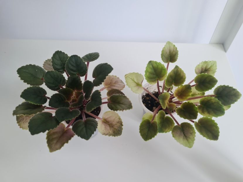 Macs Scorching Sun 25,25 - A Violete de colectie de vanzare 05 2025