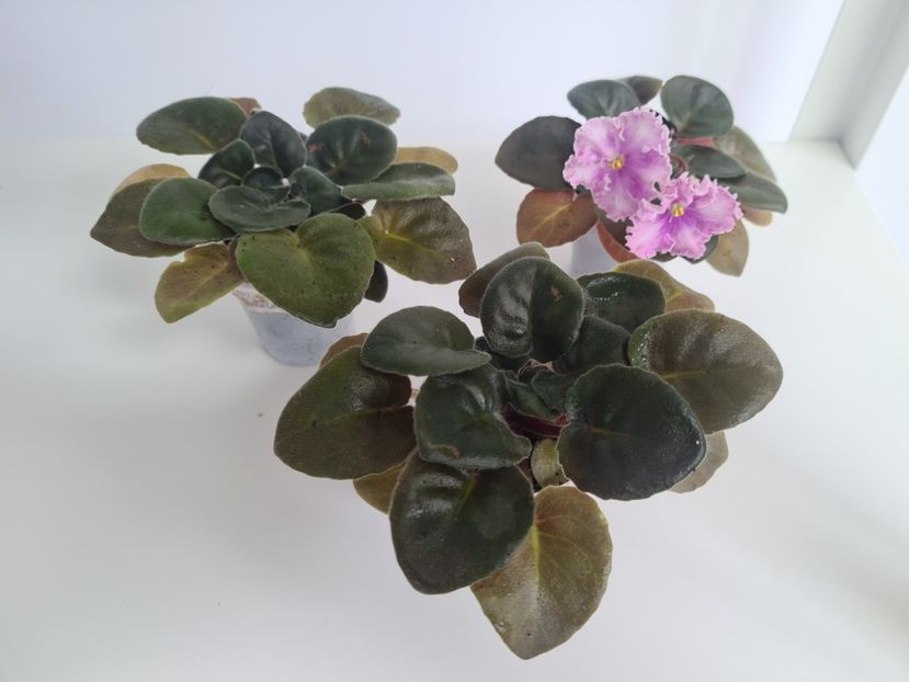 VI-Mignolette 26,26 - A Violete de colectie de vanzare 05 2025