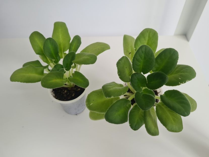 Senks Snowy Egret 28,25 - A Violete de colectie de vanzare 05 2025