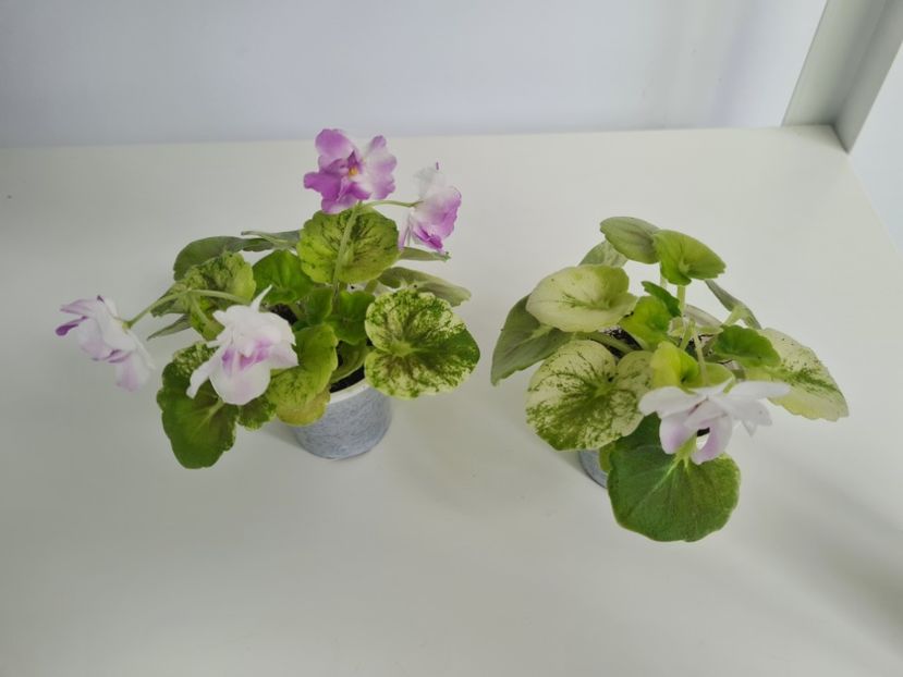 AV-Yaponskaya Vishnia 28,25 - A Violete de colectie de vanzare 05 2025