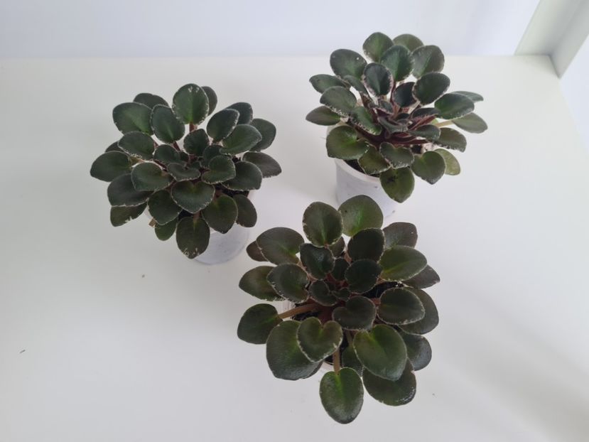 Pink Dove 28,28,28 - A Violete de colectie de vanzare 05 2025