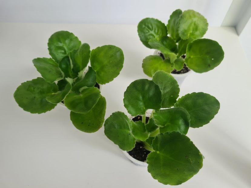 EK-Berendeevo Tsarstvo 25,25,25 - A Violete de colectie de vanzare 05 2025