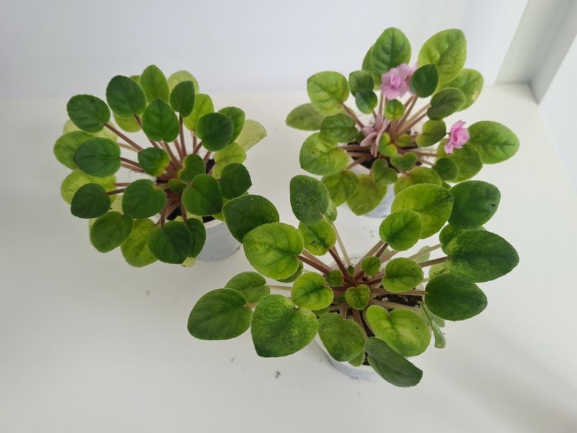 Candy Fountain 25,25,25 - A Violete de colectie de vanzare 05 2025