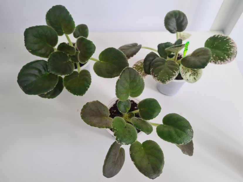 VaT-Tsar Goroh - A Violete de colectie de vanzare 05 2025