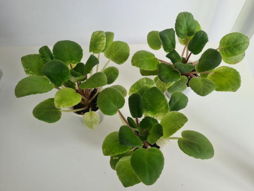 SV-Gorod Asha 28,28,28 - A Violete de colectie de vanzare 05 2025