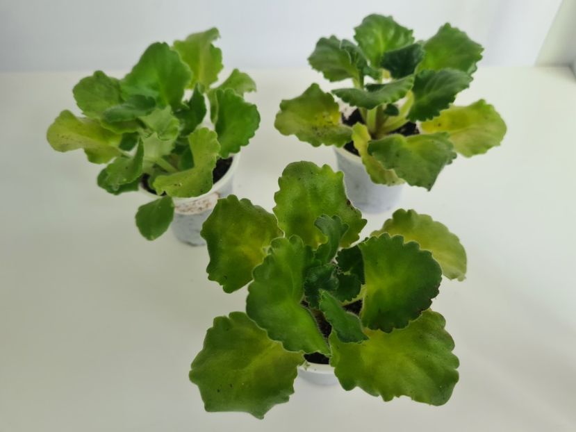 Curly Ocean 25,25,25 - A Violete de colectie de vanzare 05 2025