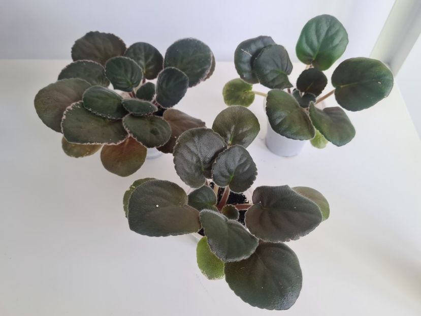 LE-Odaliska 28,28,25 - A Violete de colectie de vanzare 05 2025