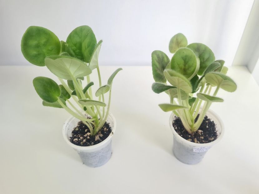 LE-Karnavalnaya Noch 22,22 - A Violete de colectie de vanzare 05 2025