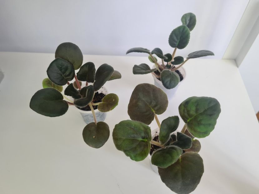 LE-Betelgeuse 25,25,25 - A Violete de colectie de vanzare 05 2025