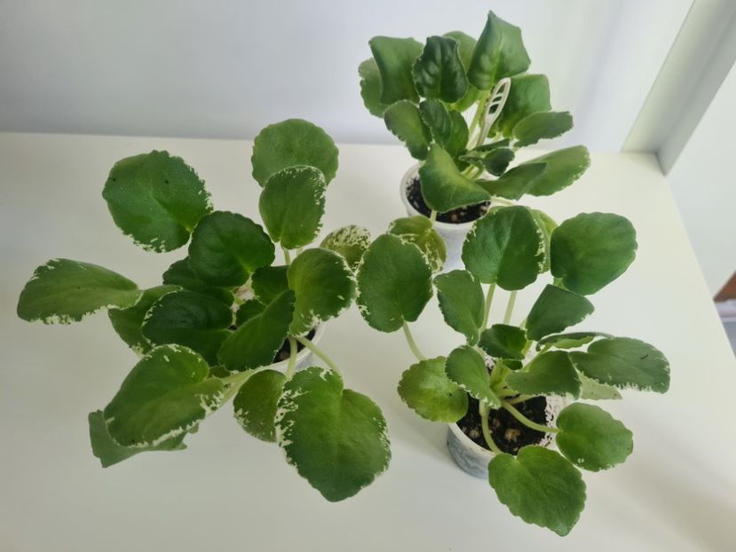 LE-Karusel 28,28,28 - A Violete de colectie de vanzare 05 2025