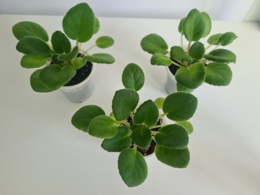 Macs Glacial Grape 23,23,23 - A Violete de colectie de vanzare 05 2025