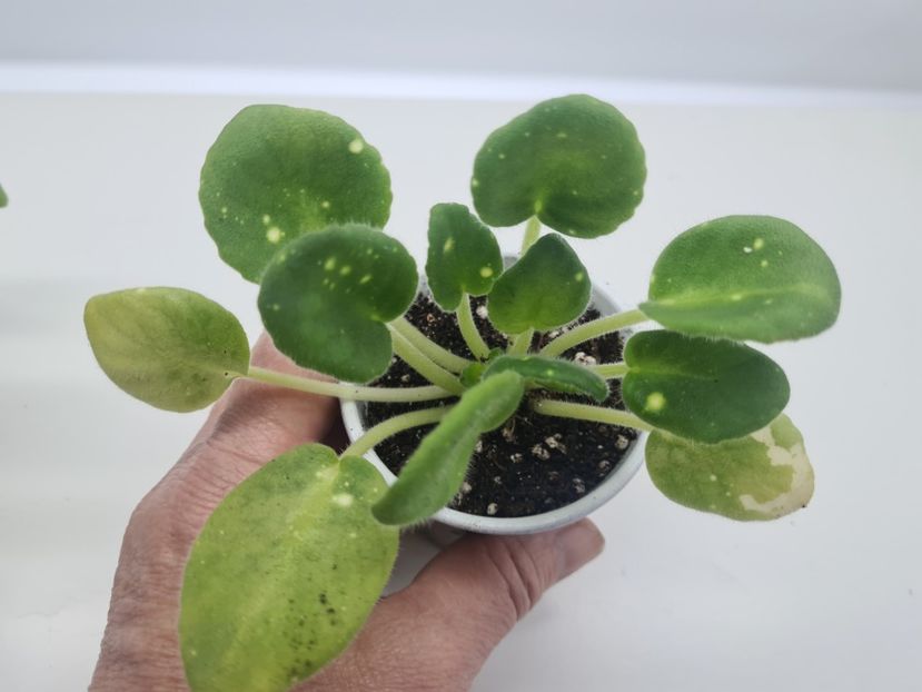 Shn-Kosmicheskaya Feya 35 - A Violete de colectie de vanzare 05 2025