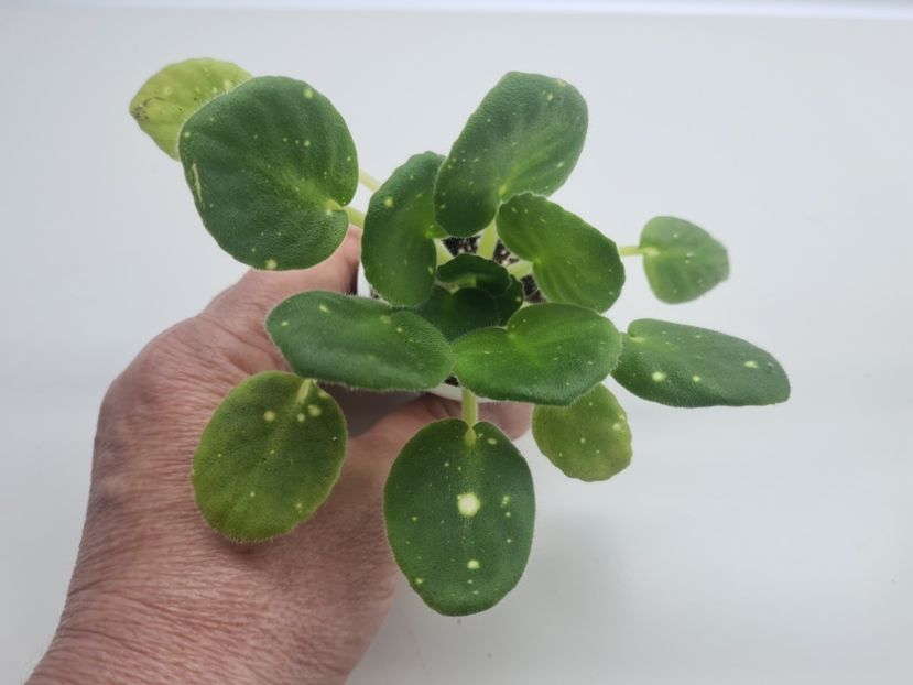 Shn- Kosmicheskaya Feya 40 - A Violete de colectie de vanzare 05 2025