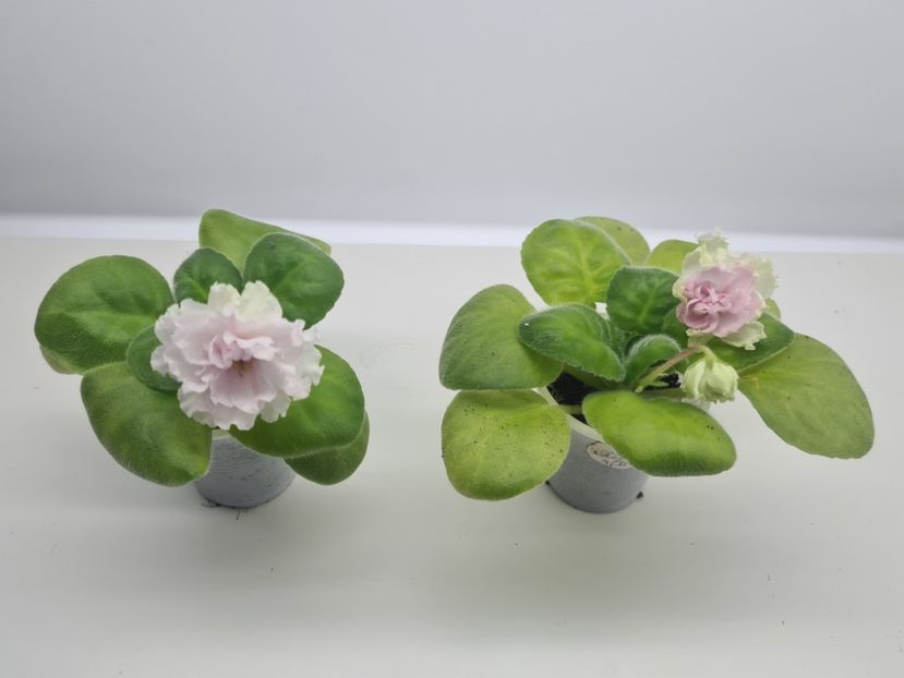 LF-Kremovyy Desert - A Violete de colectie de vanzare 05 2025